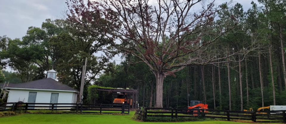 Dead Tree over house and carport